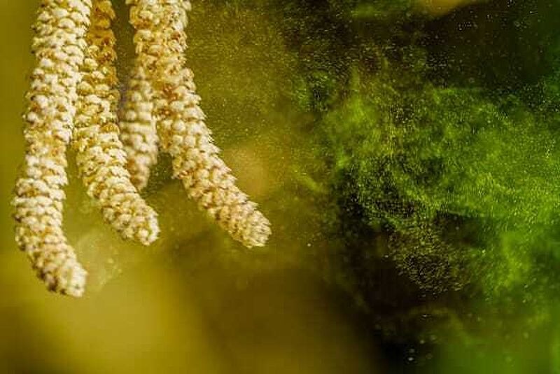 Birkenpollen
