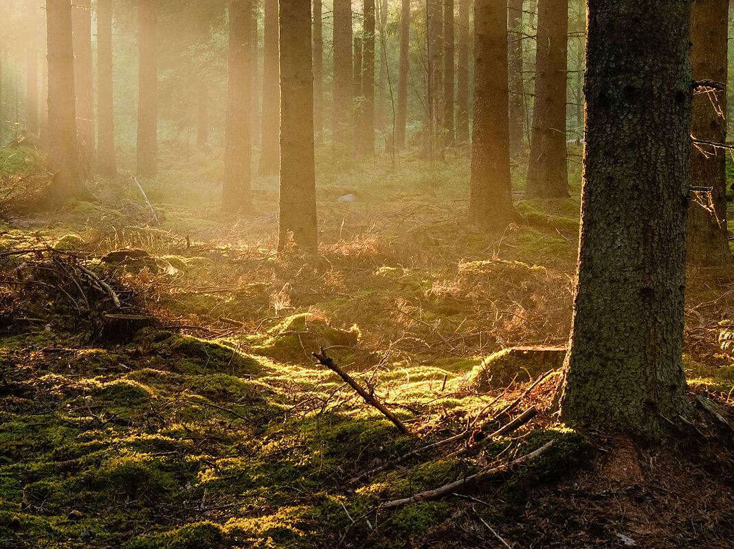 Sonnenstrahlen scheinen im Wald durch die Baumstämme