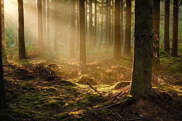 Sonnenstrahlen scheinen im Wald durch die Baumstämme
