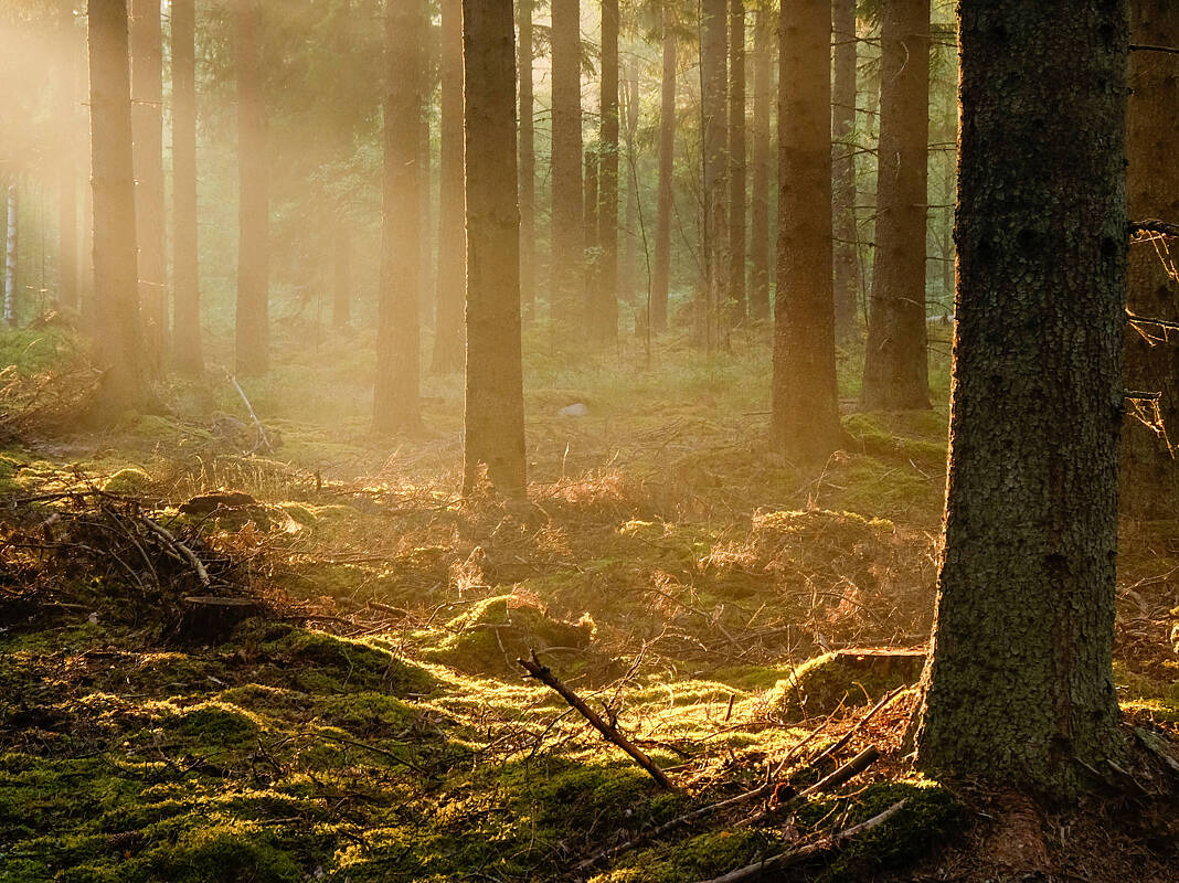Sonnenstrahlen scheinen im Wald durch die Baumstämme