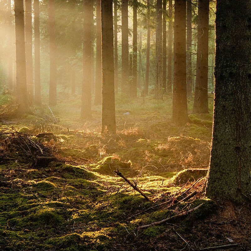 Sonnenstrahlen scheinen im Wald durch die Bäume.