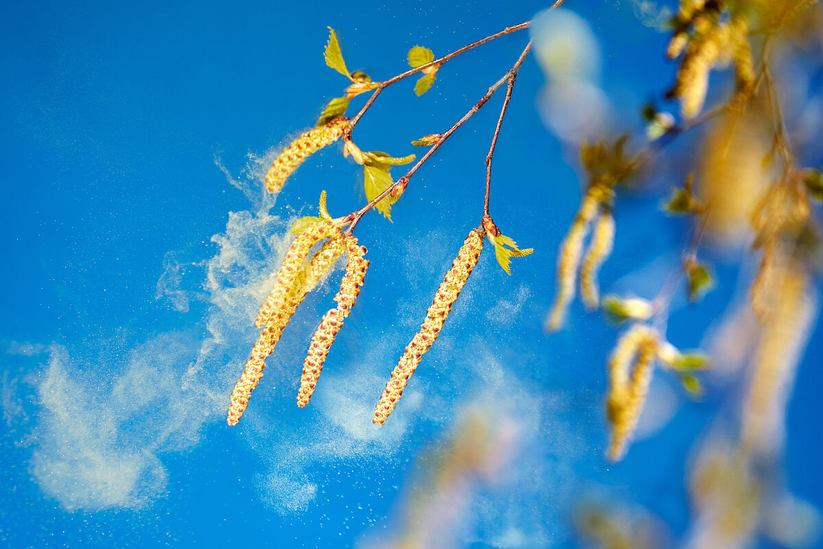 Birkenzweig mit Blüte, von der die Pollen schweben